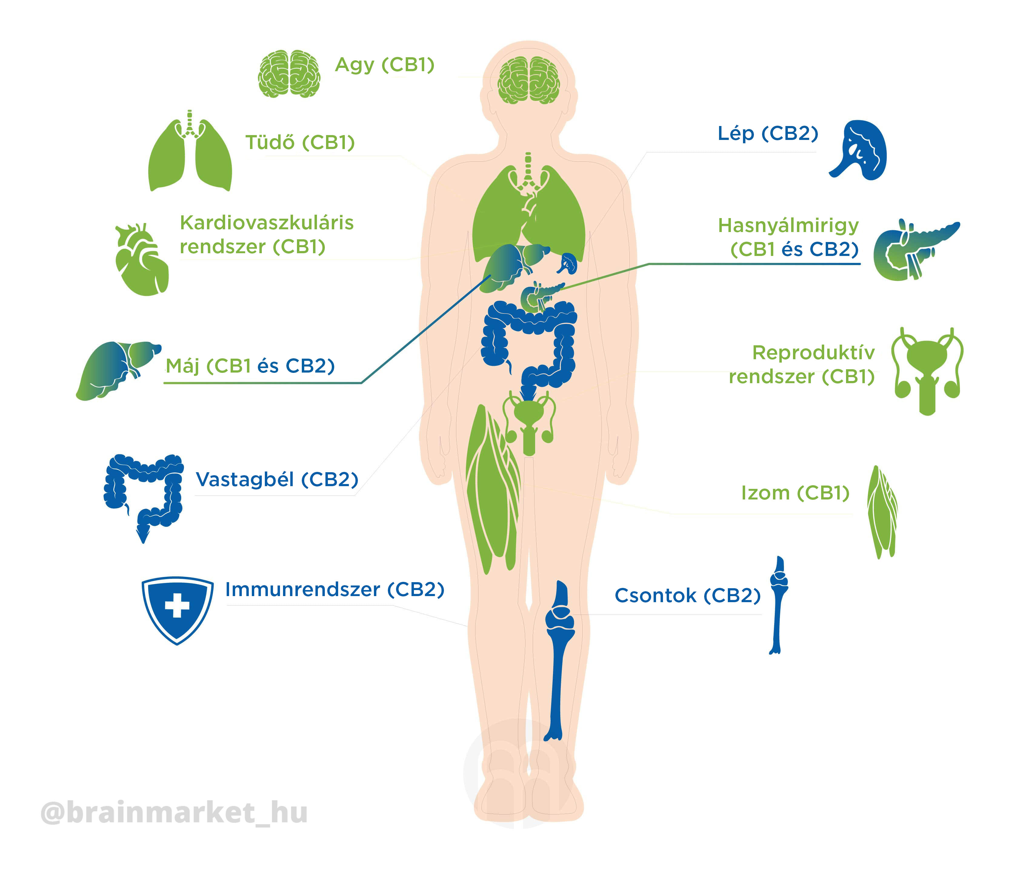CB1 CB2 vyskyt infografika brainmarket HU
